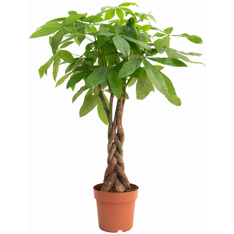Planta Natural Pachira Aquatica 110-120cm V24 Bioma