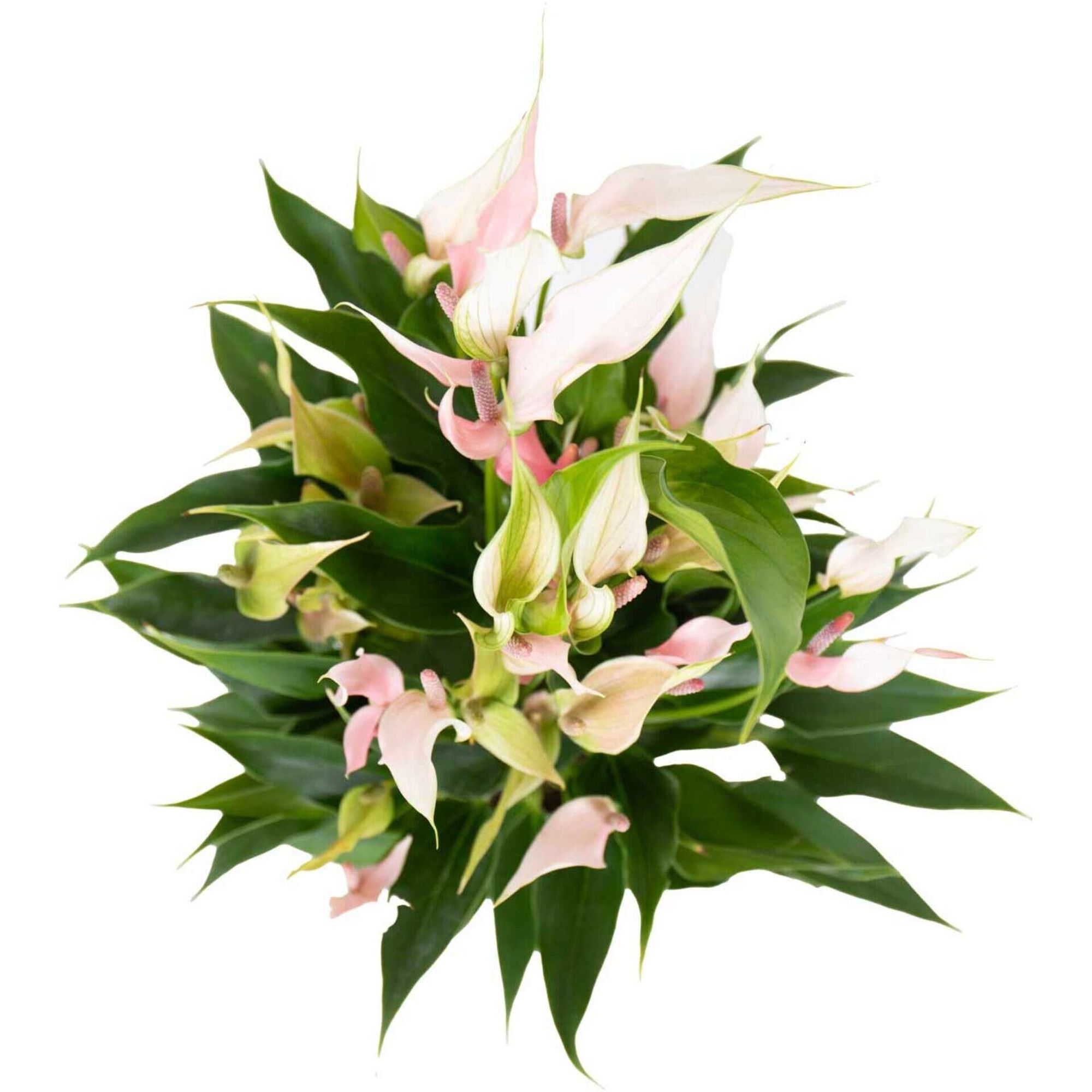 Planta Natural Antúrio Lily 40-50cm V14 Planta Natural Antúrio Lily 40-50cm V14