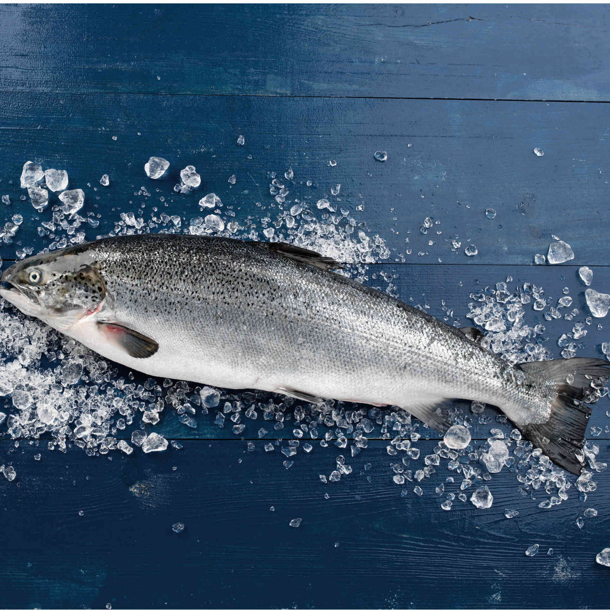 Salmão Fresco da Islândia ASC Salmão Fresco da Islândia ASC