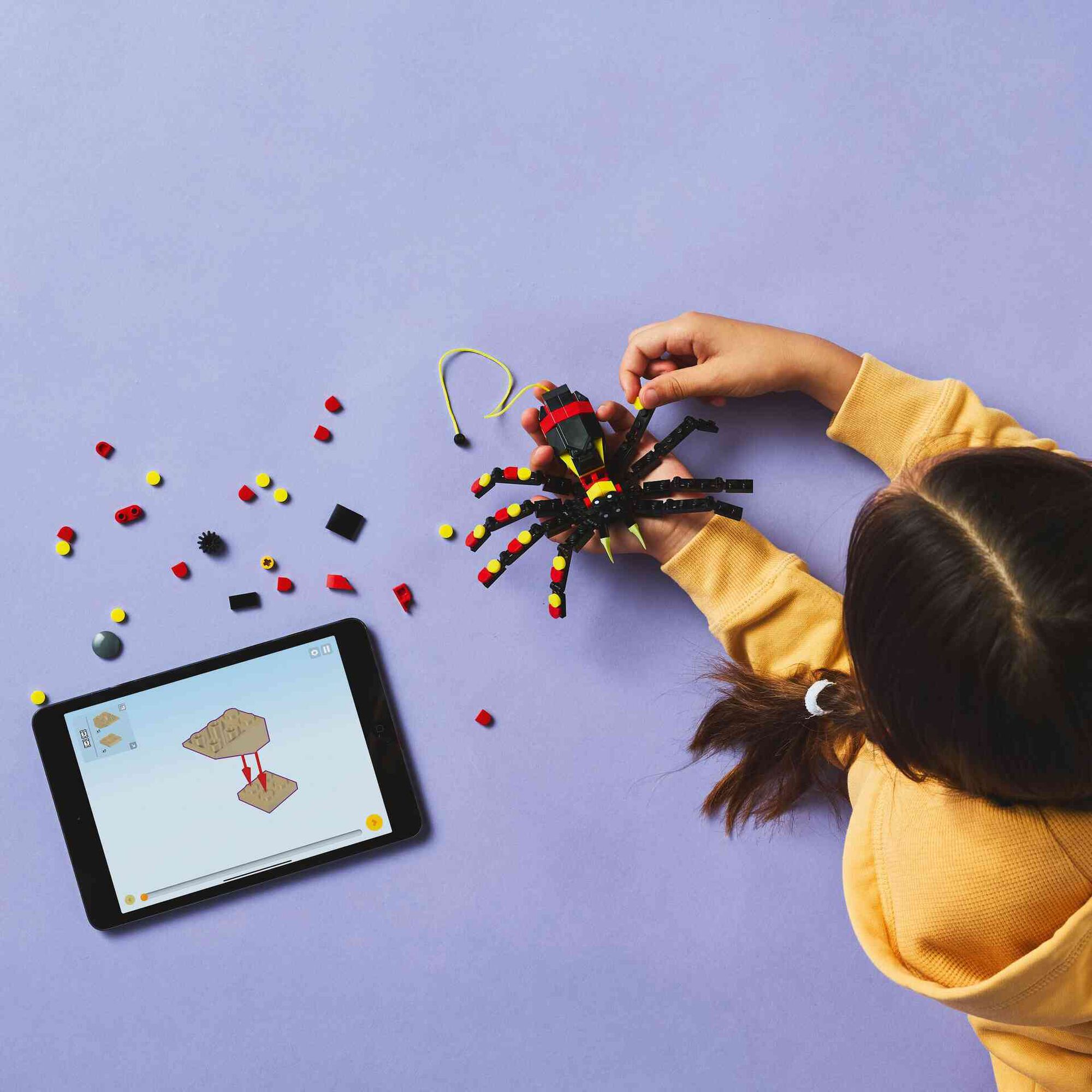 Animal Selvagem: Aranha Surpreendente - 31159