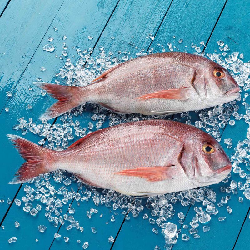 Pargo Legítimo Fresco