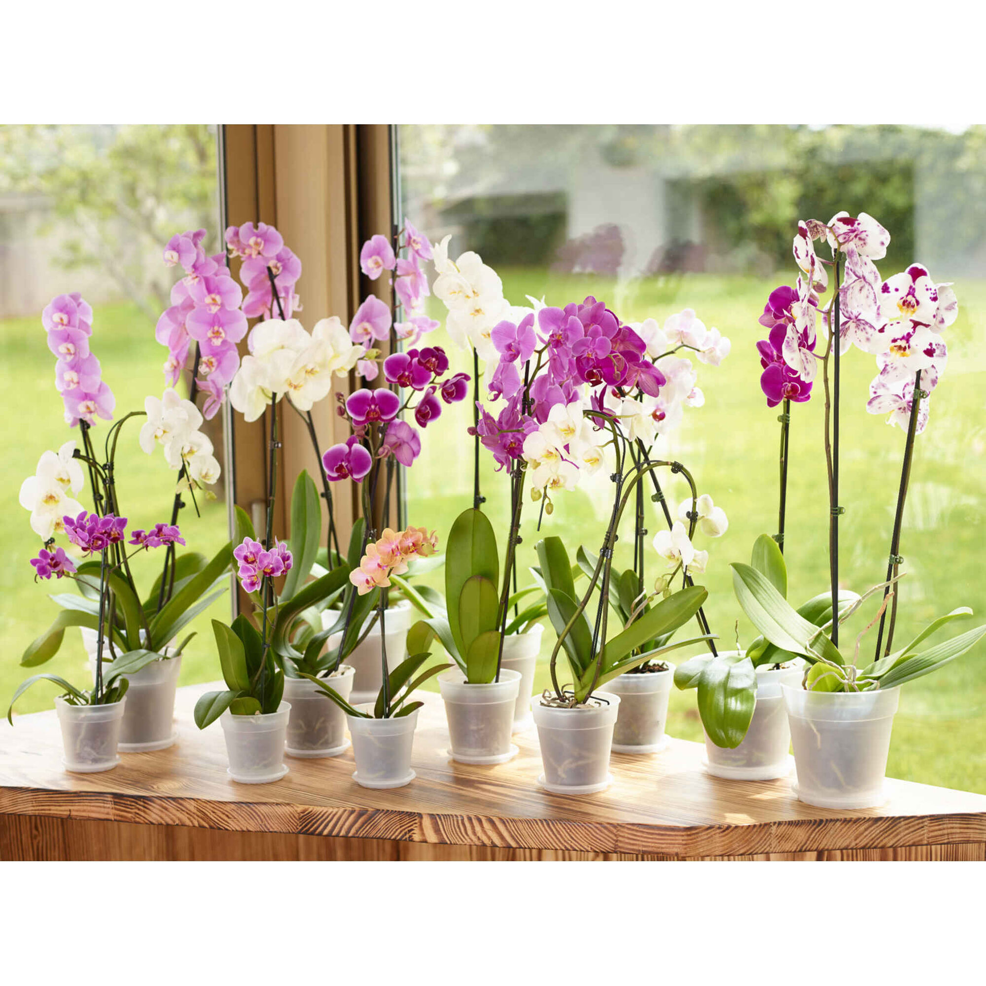 Prato Redondo Plástico 11,5cm Branco