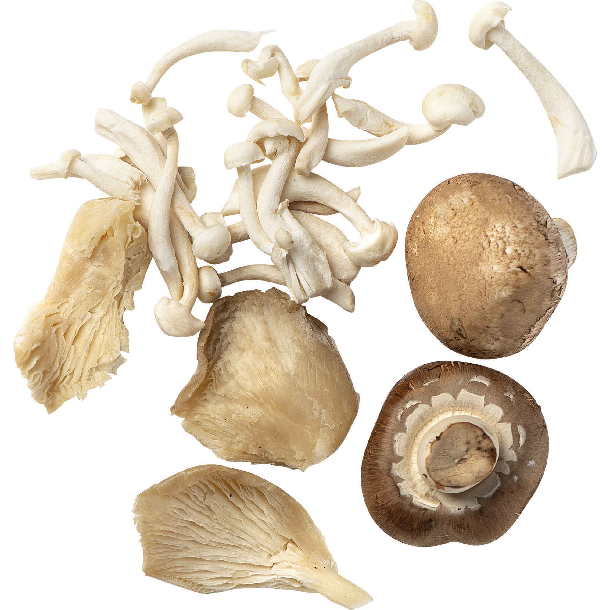 Mix Cogumelos Marron, Shimaje e Pleurothus Frescos Mix Cogumelos Marron, Shimaje e Pleurothus Frescos