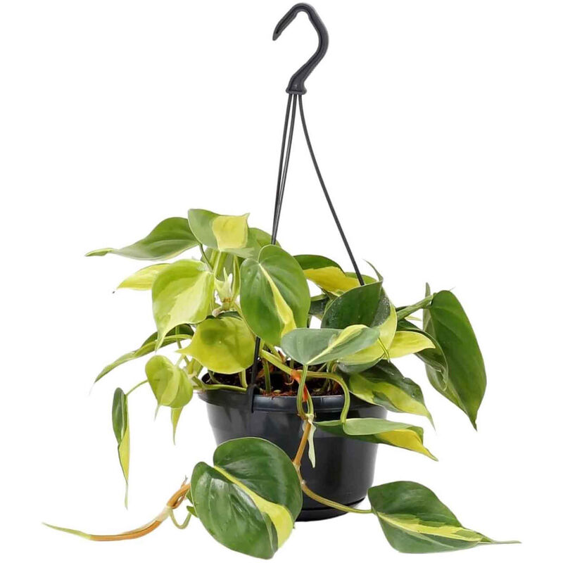 Planta Natural Philodendron scandens Brasil 20-30cm V15 suspensão Bioma