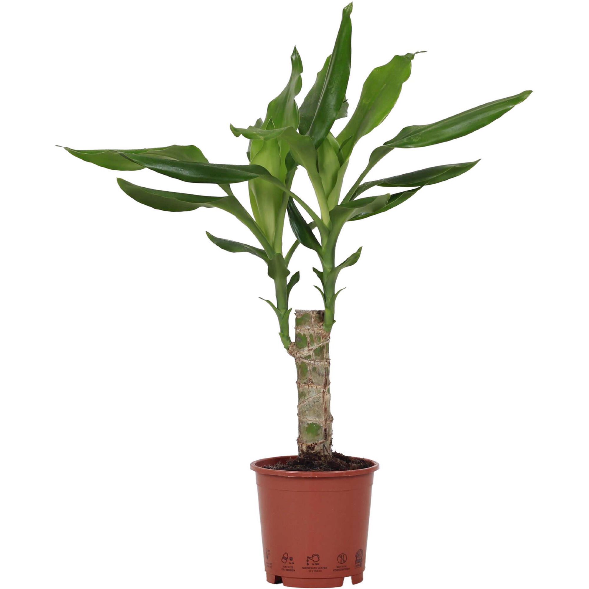 Planta Natural Dracaena fragans steudneri 30-40cm V12