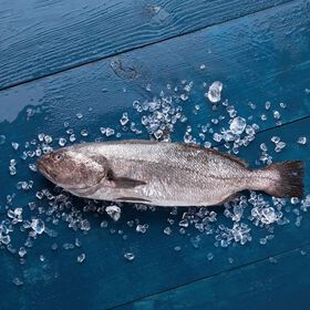 Corvina Selvagem M&eacute;dia Fresca