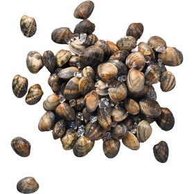 Amêijoa Japonesa Fresca