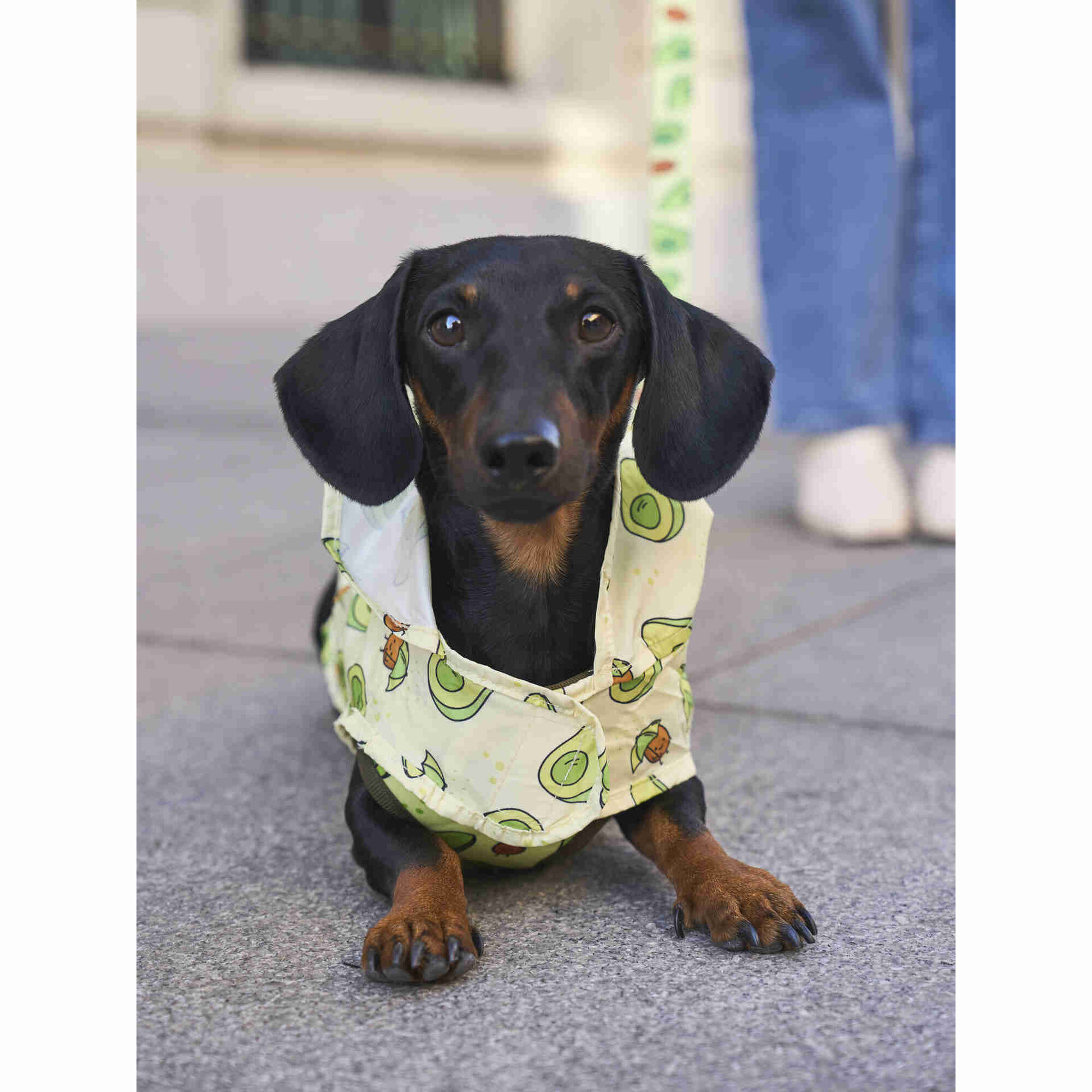 Imperme&aacute;vel para C&atilde;o Avocado XXXL Dukier
