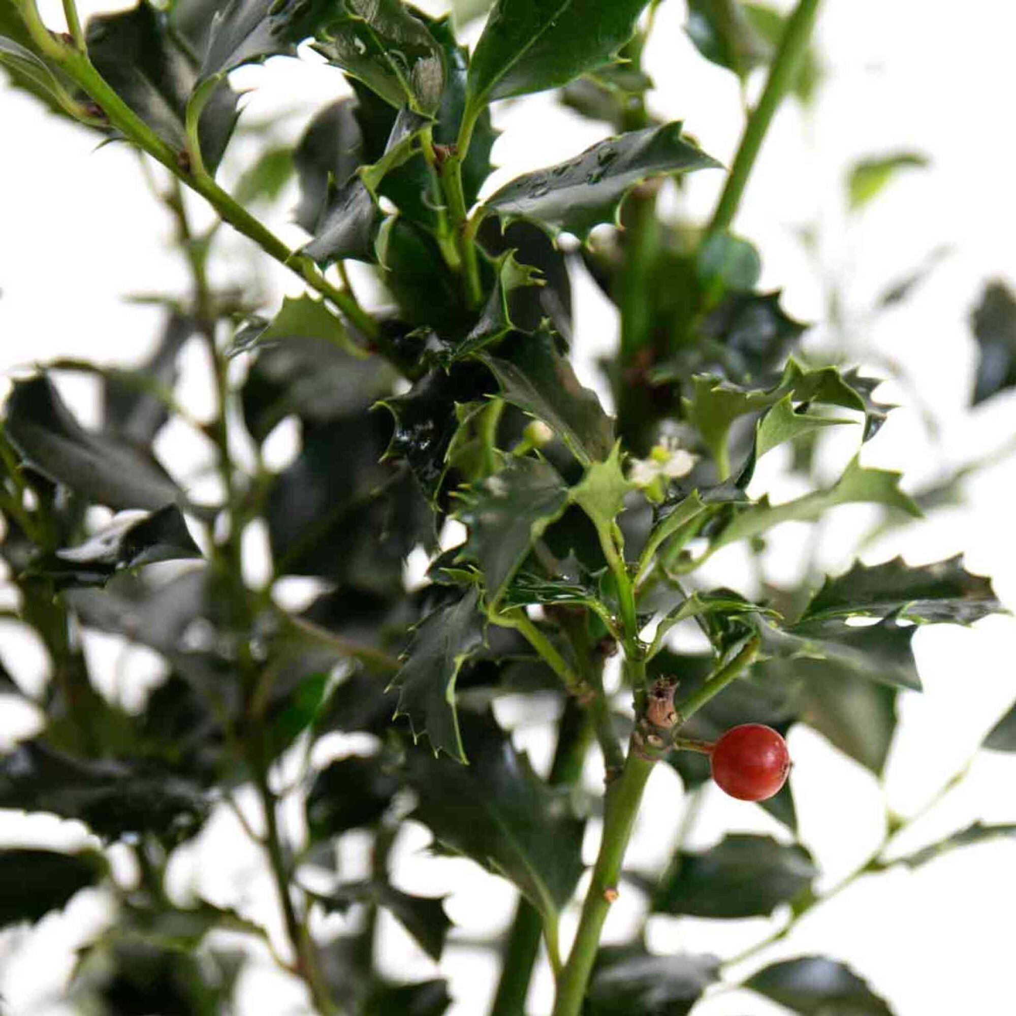 Azevinho - Planta de Natal 30-40cm V17 Azevinho - Planta de Natal 30-40cm V17