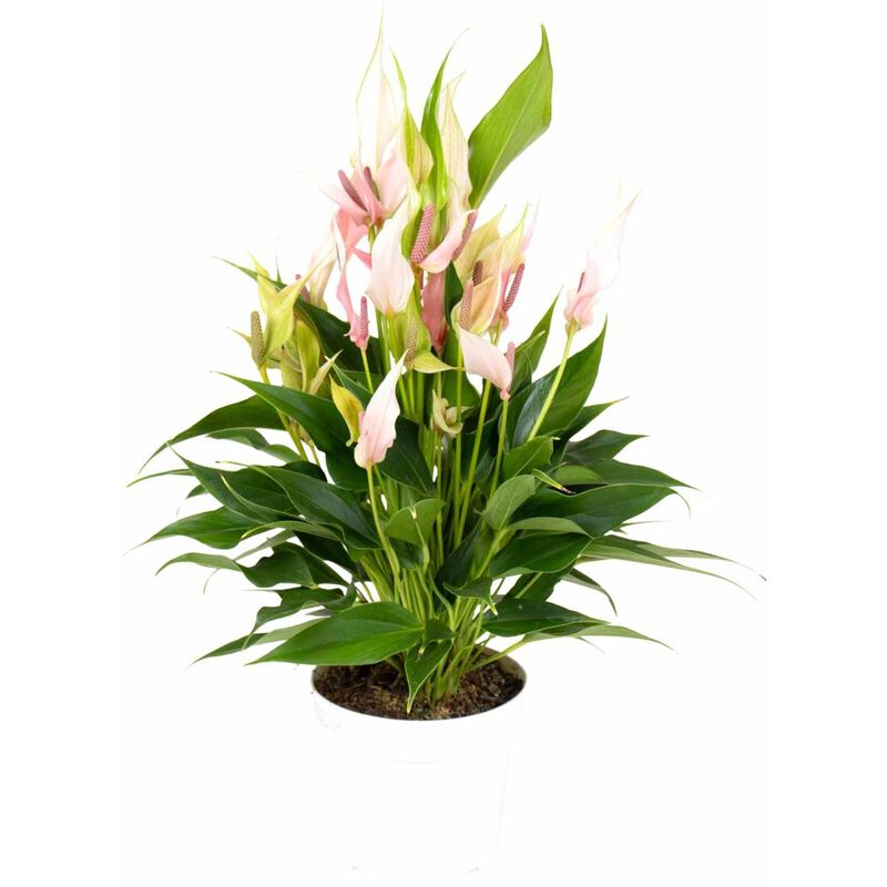 Planta Natural Antúrio Lily 40-50cm V14