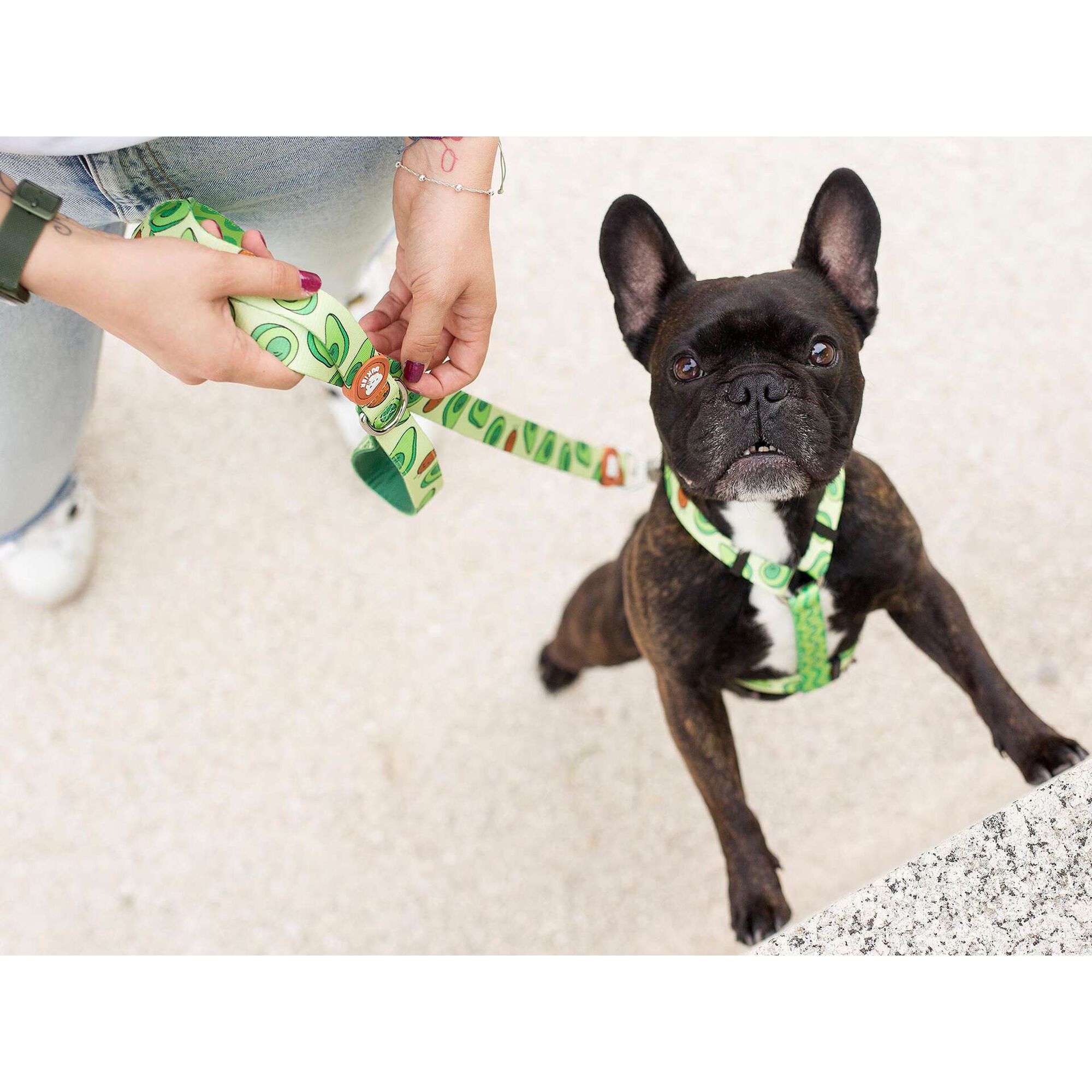 Arn&ecirc;s para C&atilde;o Avocado S Dukier