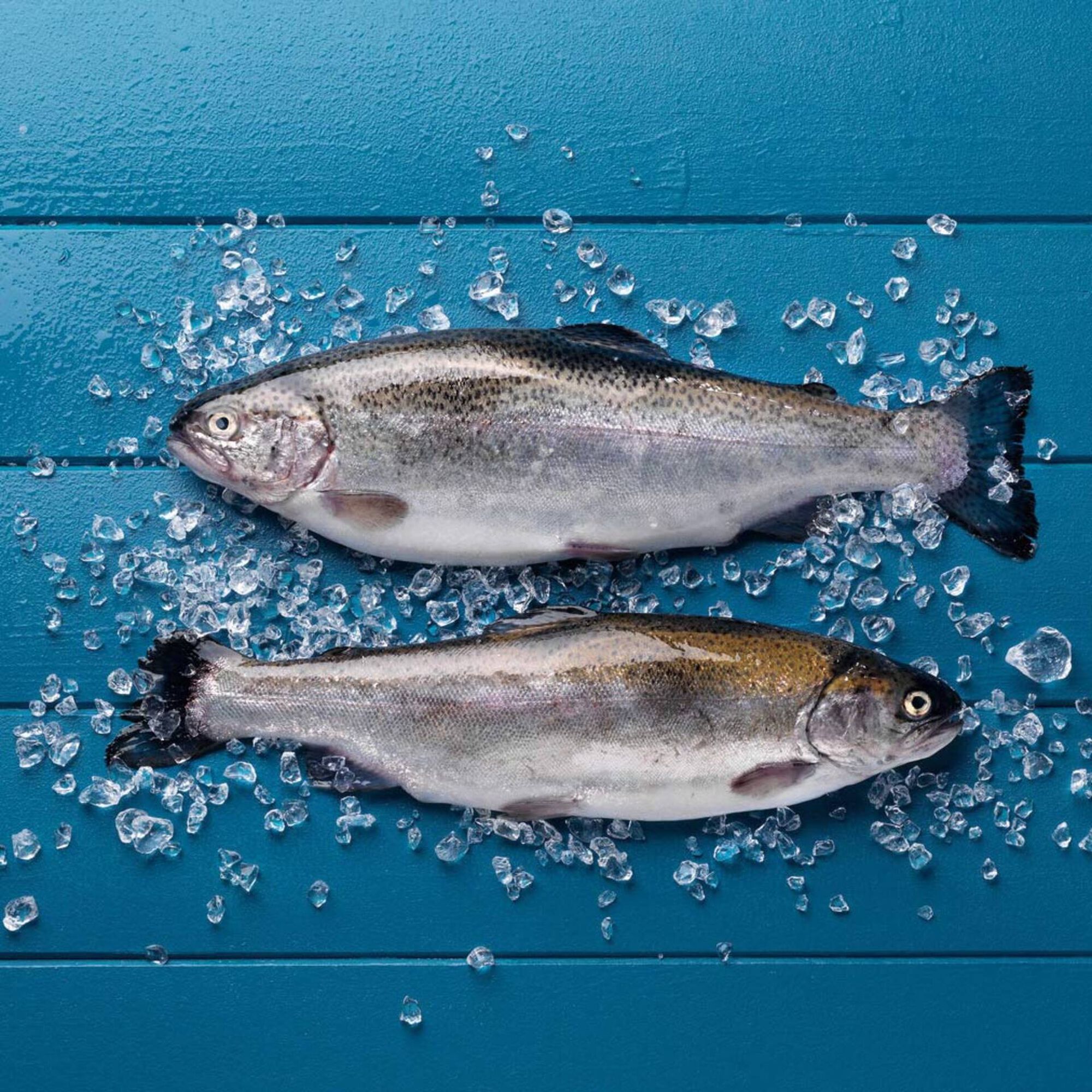 Truta Salmonada Fresca