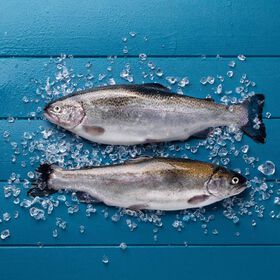Truta Salmonada Fresca