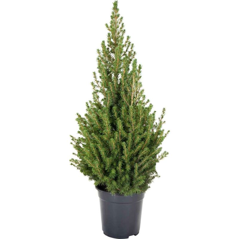 Árvore de Natal Natural 80-90cm V23 Bioma