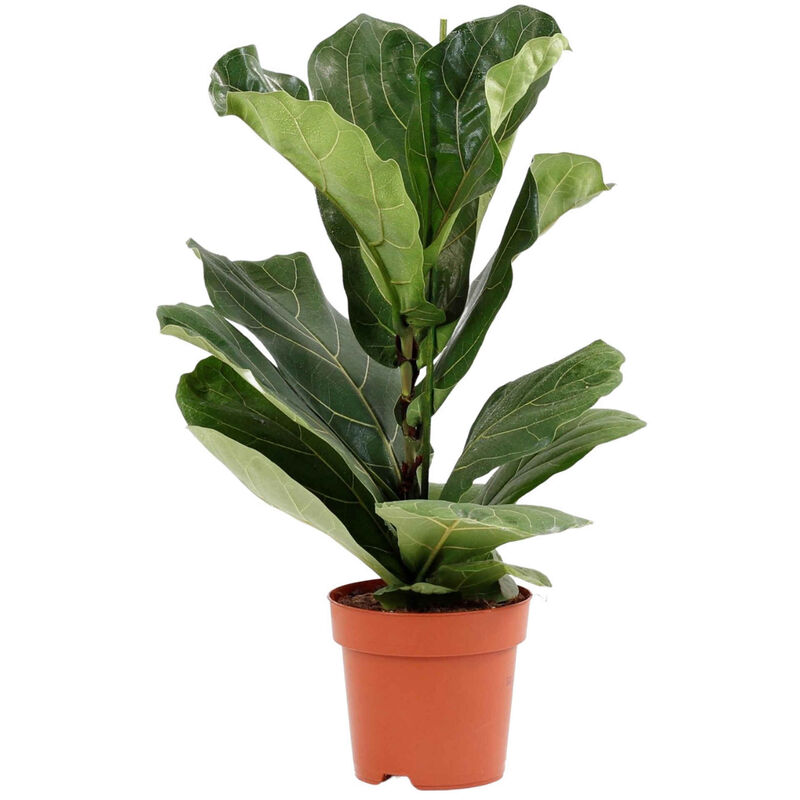 Planta Natural Ficus Lyrata 60-70cm V17 Bioma