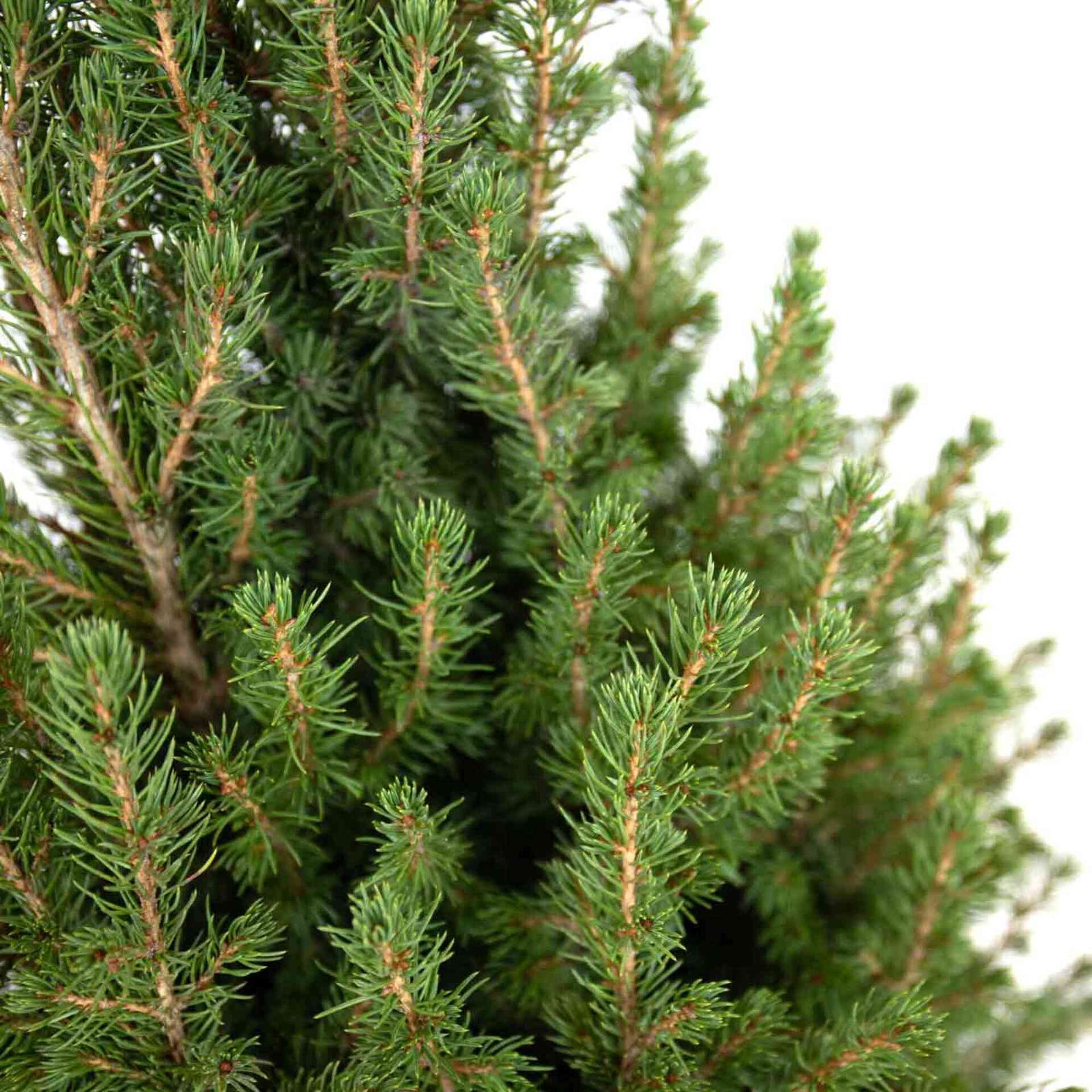 Árvore de Natal Natural 90-100cm V23