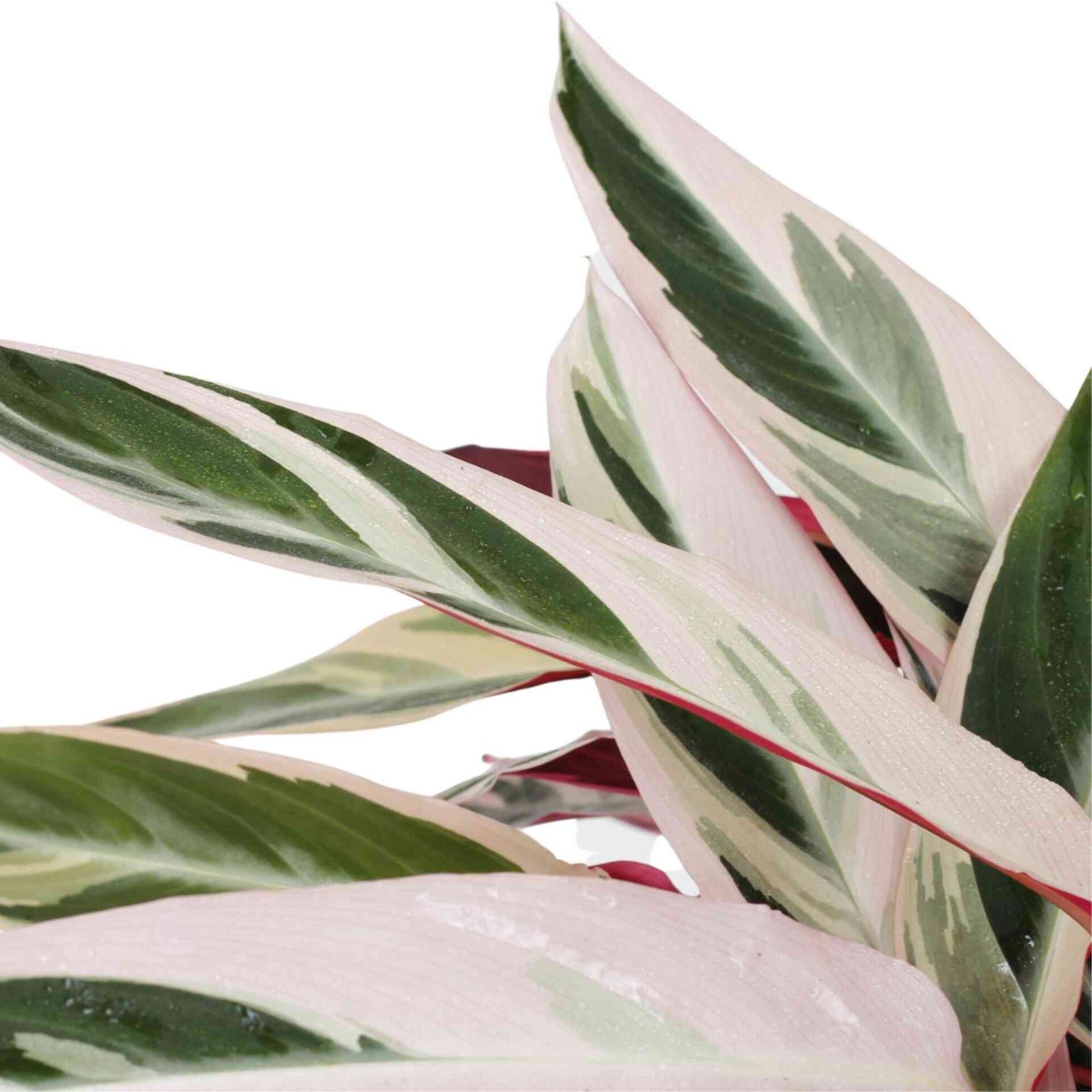 Planta Natural Calathea Triostar 30-40cm V14