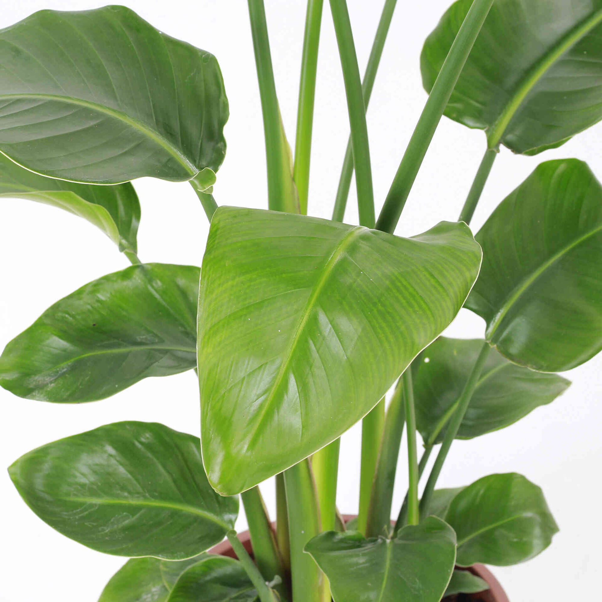 Planta Natural Strelitzia Nicolai 130-140cm V24 Planta Natural Strelitzia Nicolai 130-140cm V24