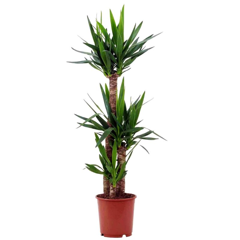 Planta Natural Yucca elephantipes 120-130cm V24 Bioma