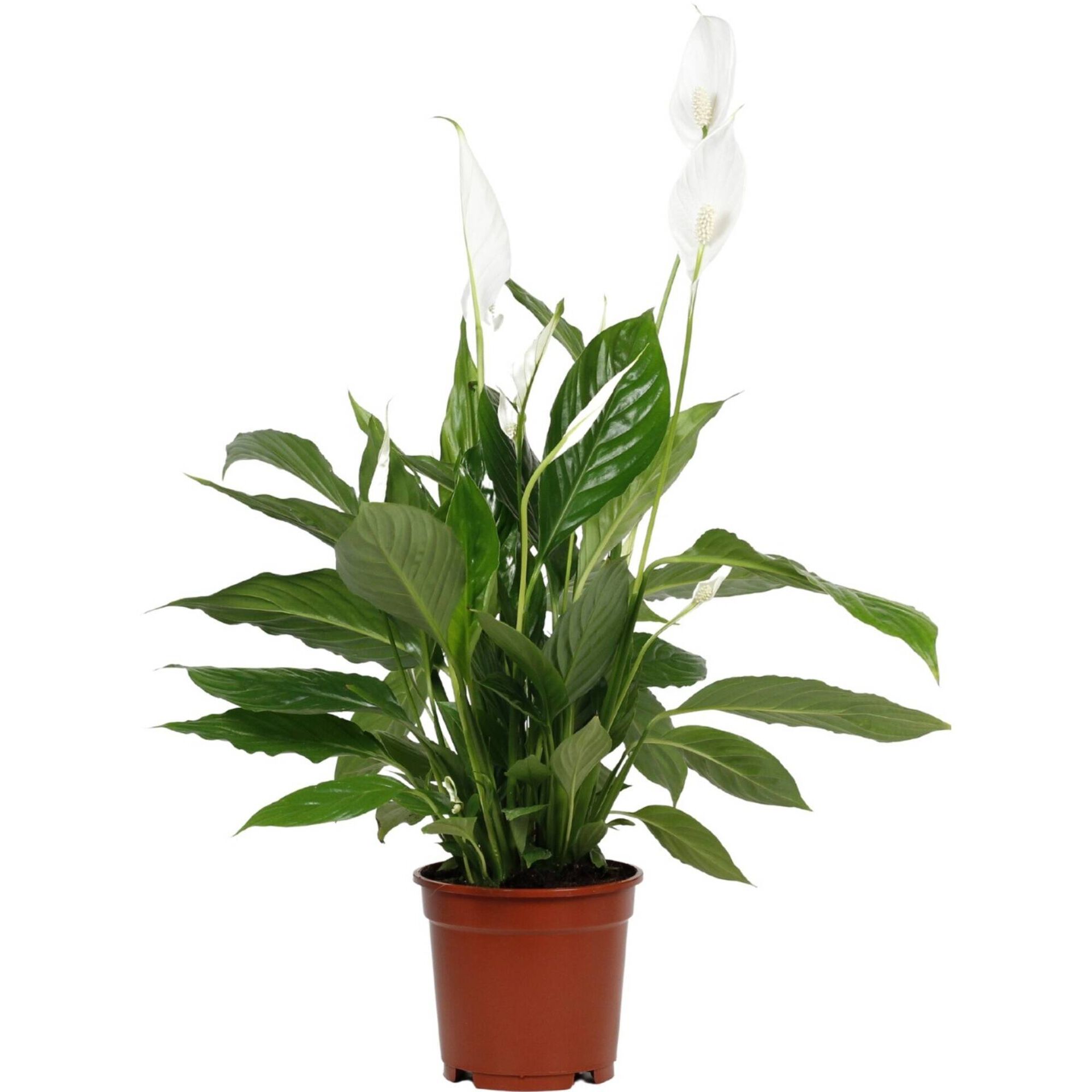 Planta Natural Lírio da Paz 60-70cm V17