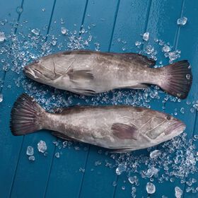 Garoupa Legítima Pequena Fresca