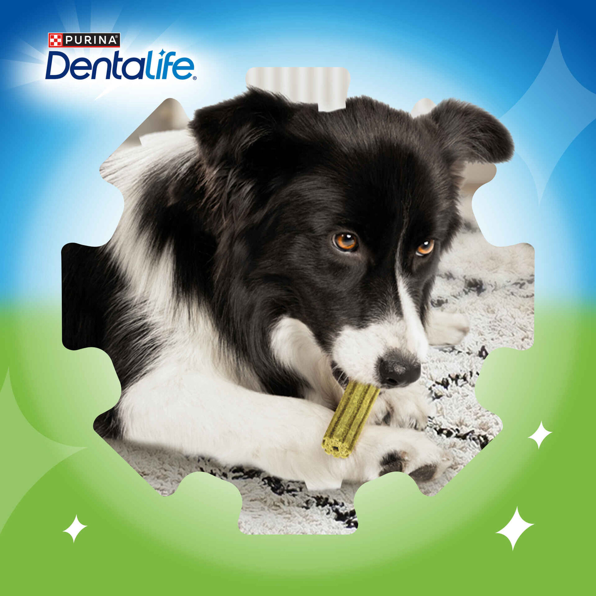 Snack para C&atilde;o Mini Activefresh Purina Dentalife