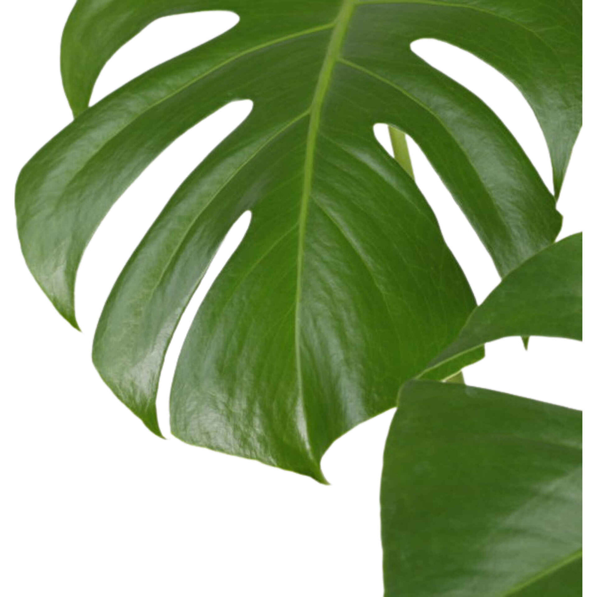 Planta Natural Monstera Deliciosa 50-60cm V17 Planta Natural Monstera Deliciosa 50-60cm V17