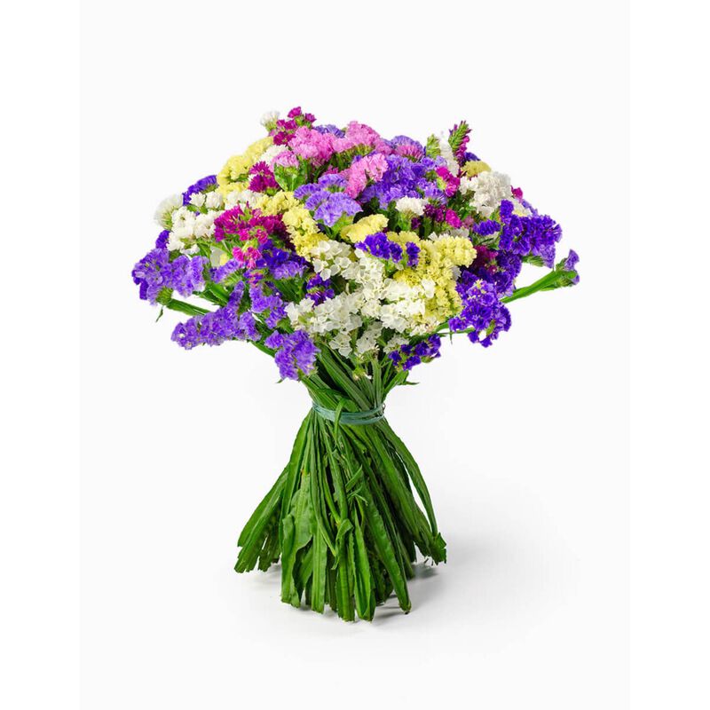 Molho de 12 Statices Mix Flores no Cais