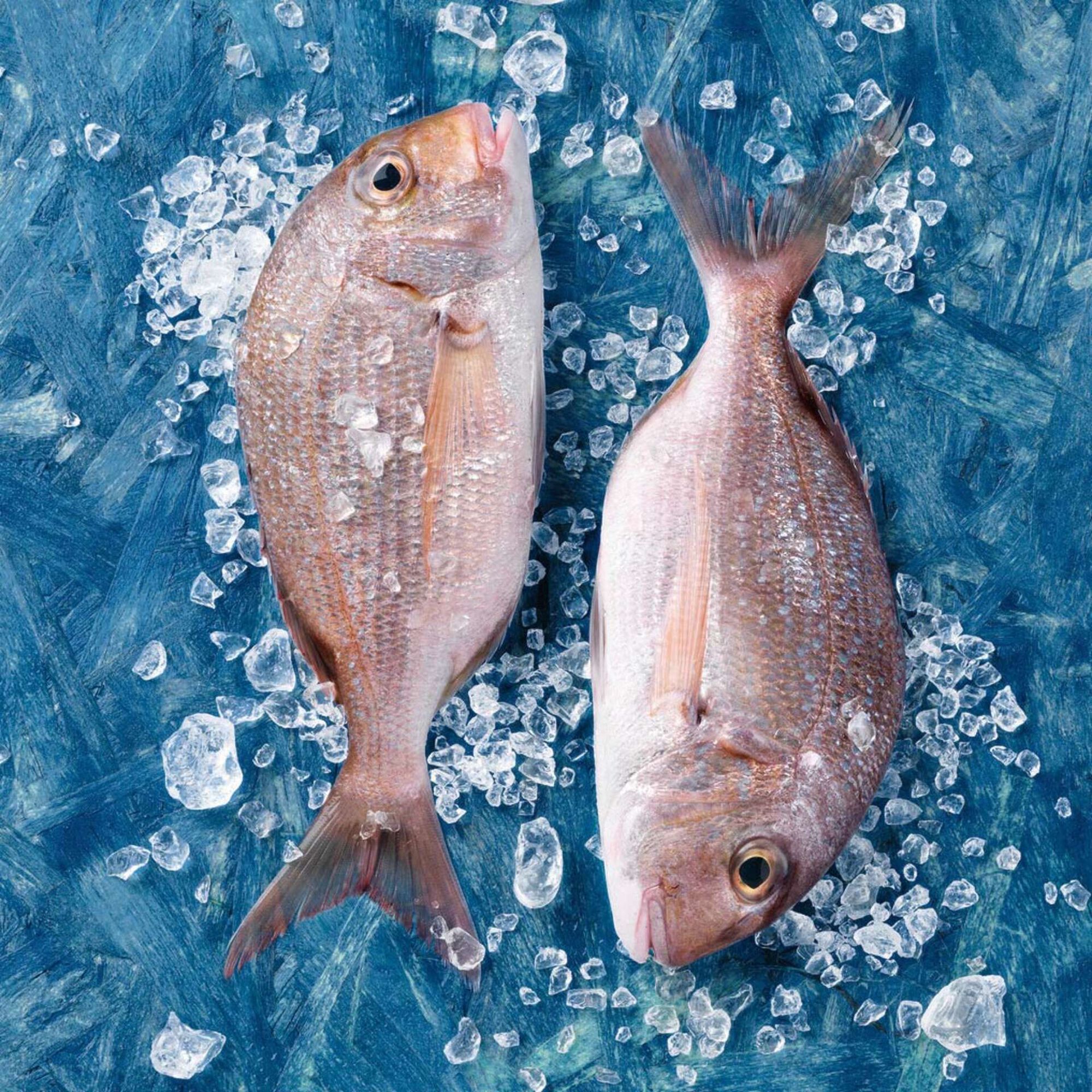 Pargo Grande Fresco