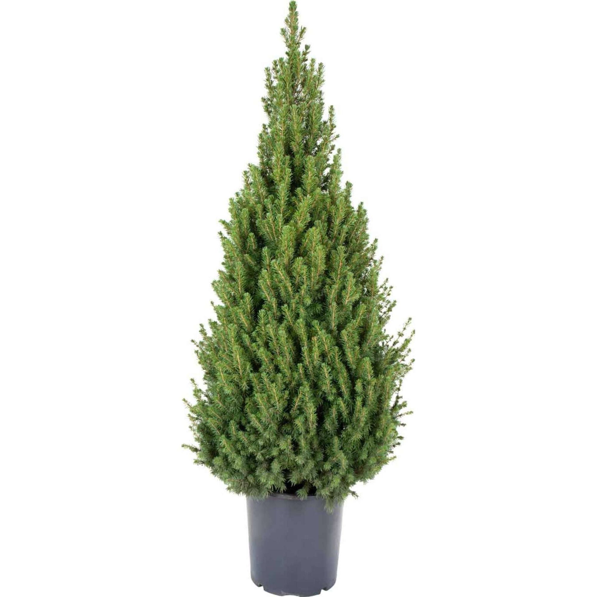 Árvore de Natal Natural 120-130cm V30