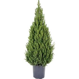 Árvore de Natal Natural 120-130cm V30