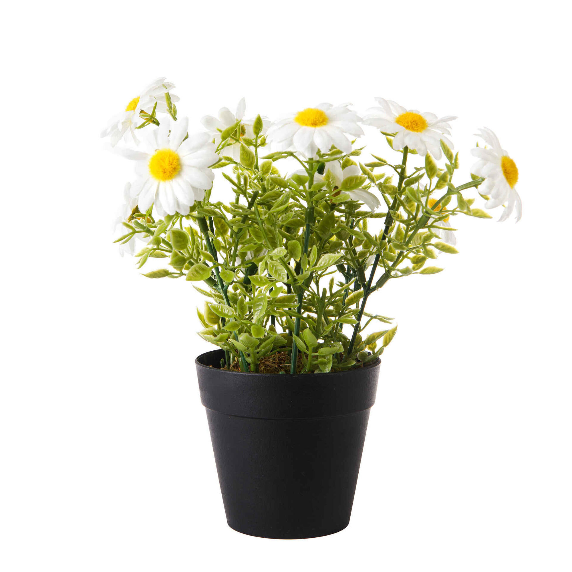 Planta Artificial Malmequeres com Vaso Preto Planta Artificial Malmequeres com Vaso Preto