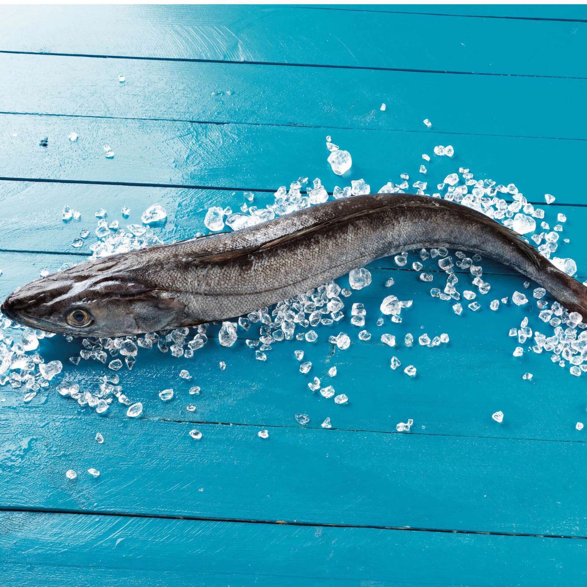 Pescada Grande Fresca
