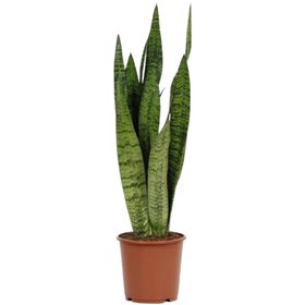 Planta Natural Sansevieria Zeylanica 60-70cm V17