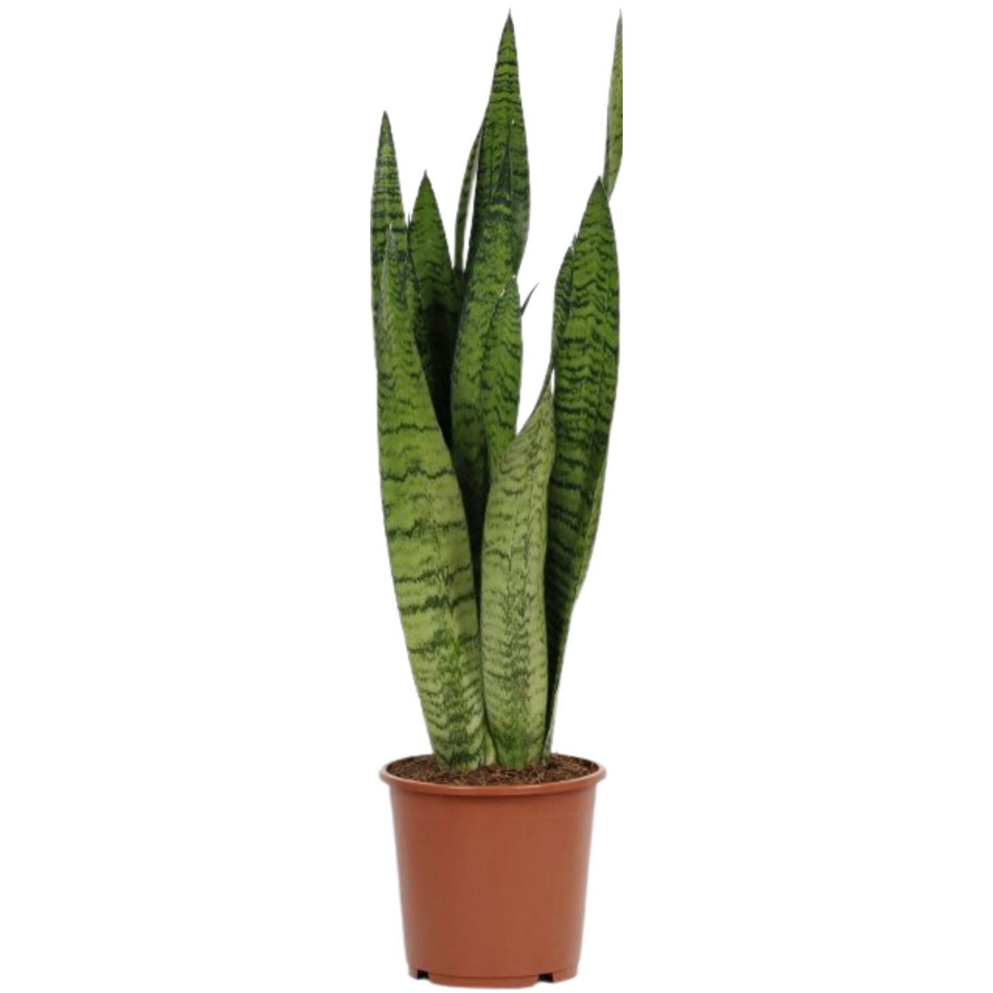 Planta Natural Sansevieria Zeylanica 60-70cm V17 Planta Natural Sansevieria Zeylanica 60-70cm V17