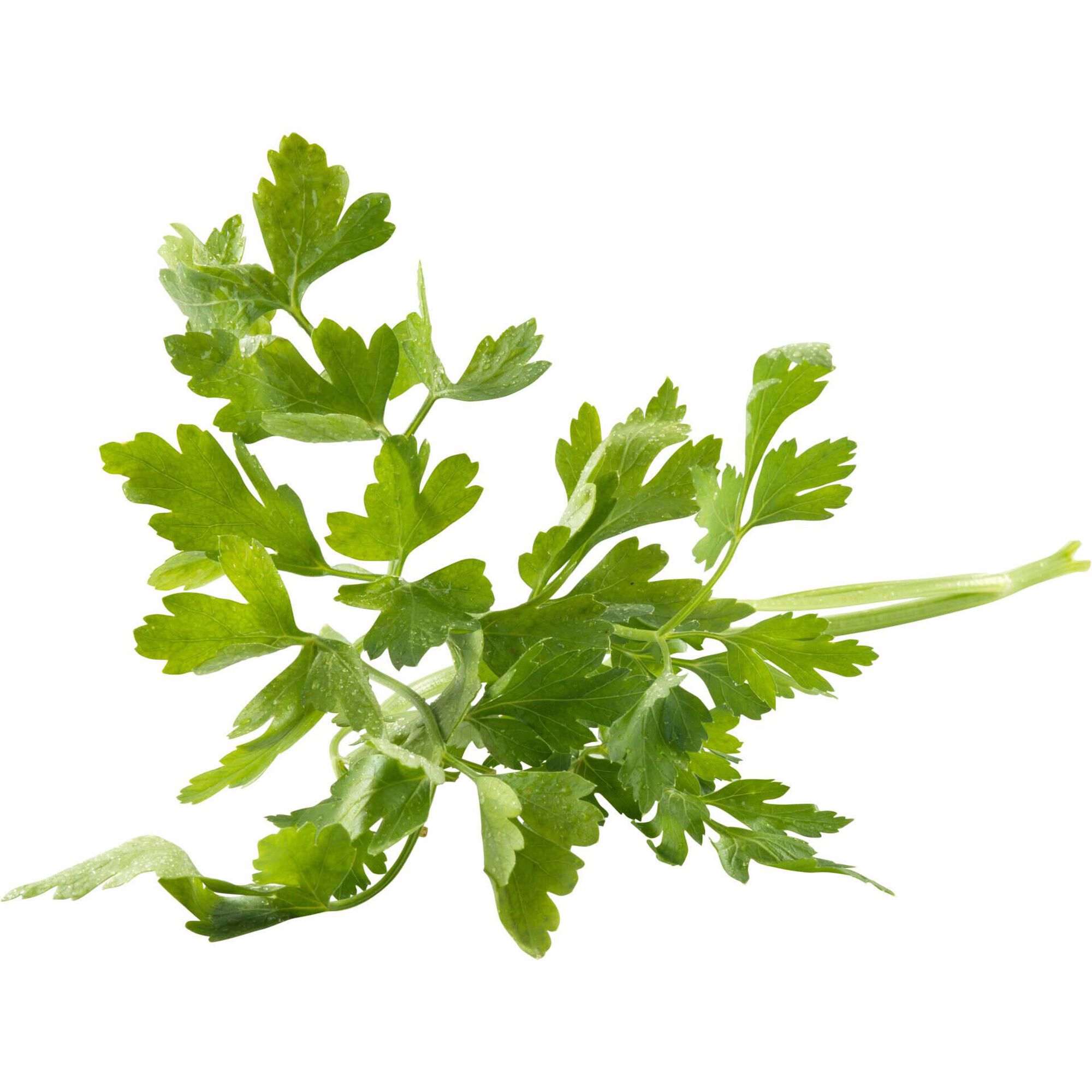 Salsa Fresca Continente