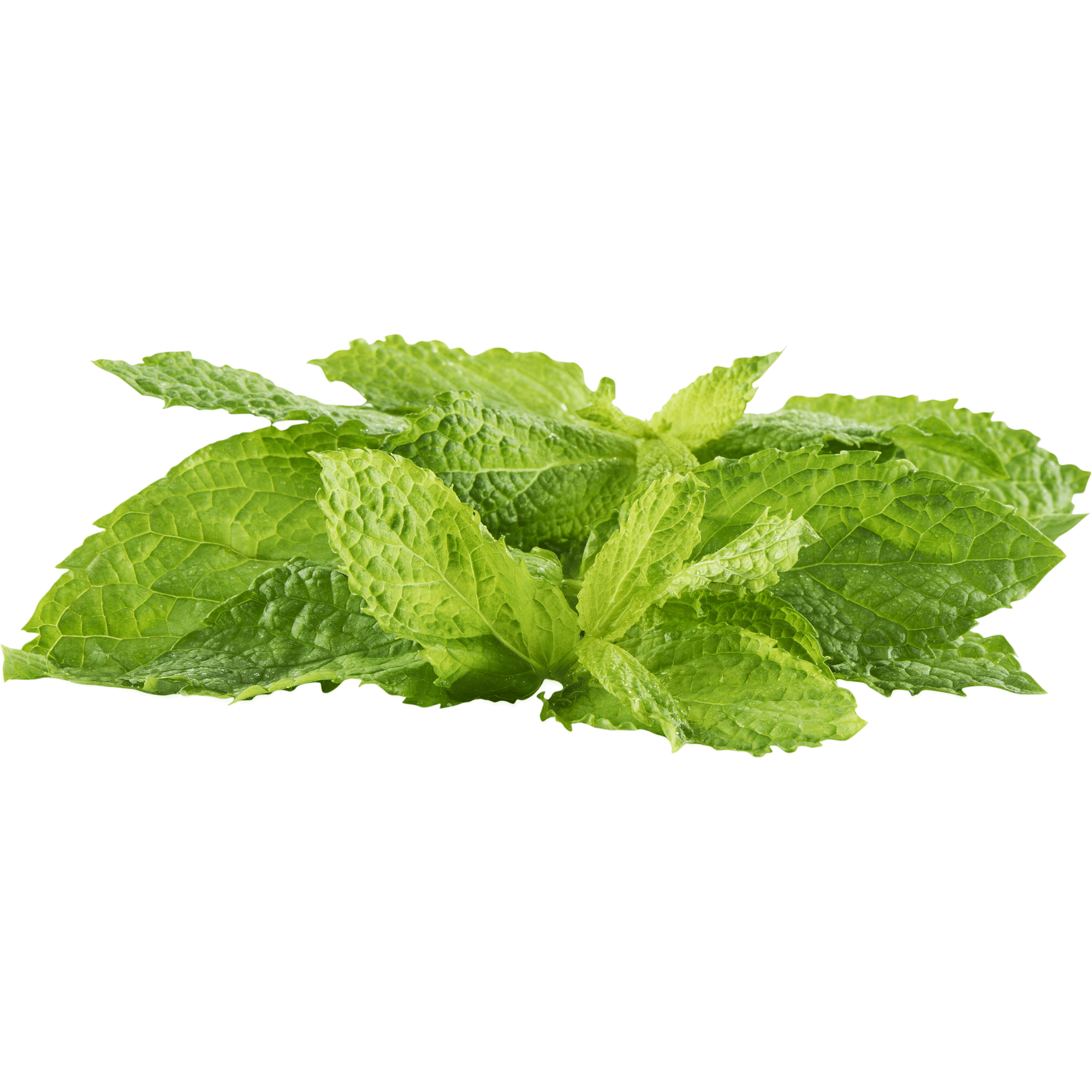 Hortel&atilde; Fresca Continente