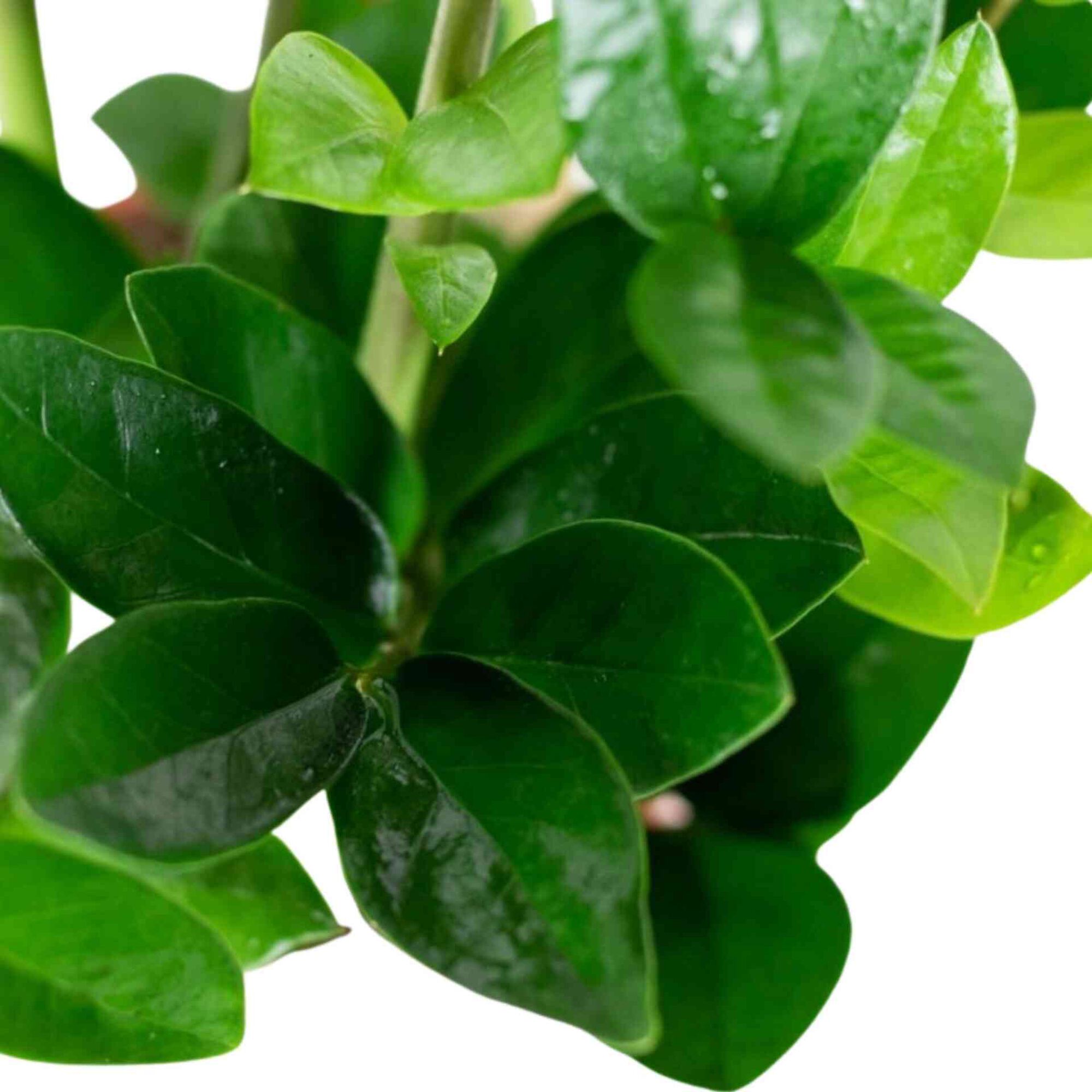 Planta Natural Zamioculcas Zamiifolia 60-70cm V17