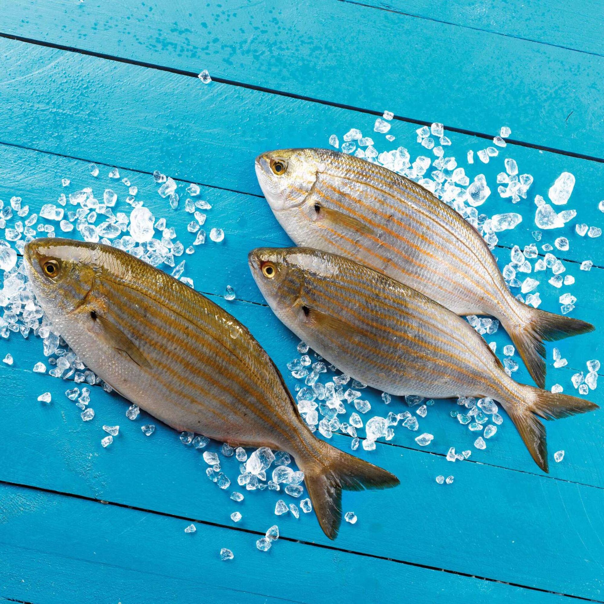 Salema Fresca Salema Fresca