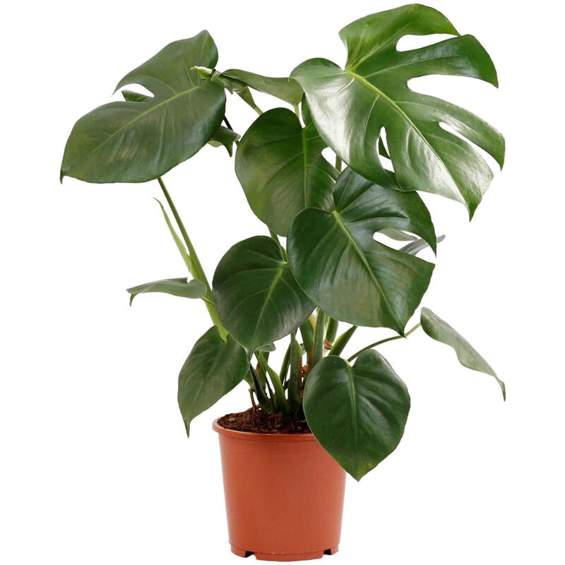 Planta Natural Monstera Deliciosa 50-60cm V17 Bioma