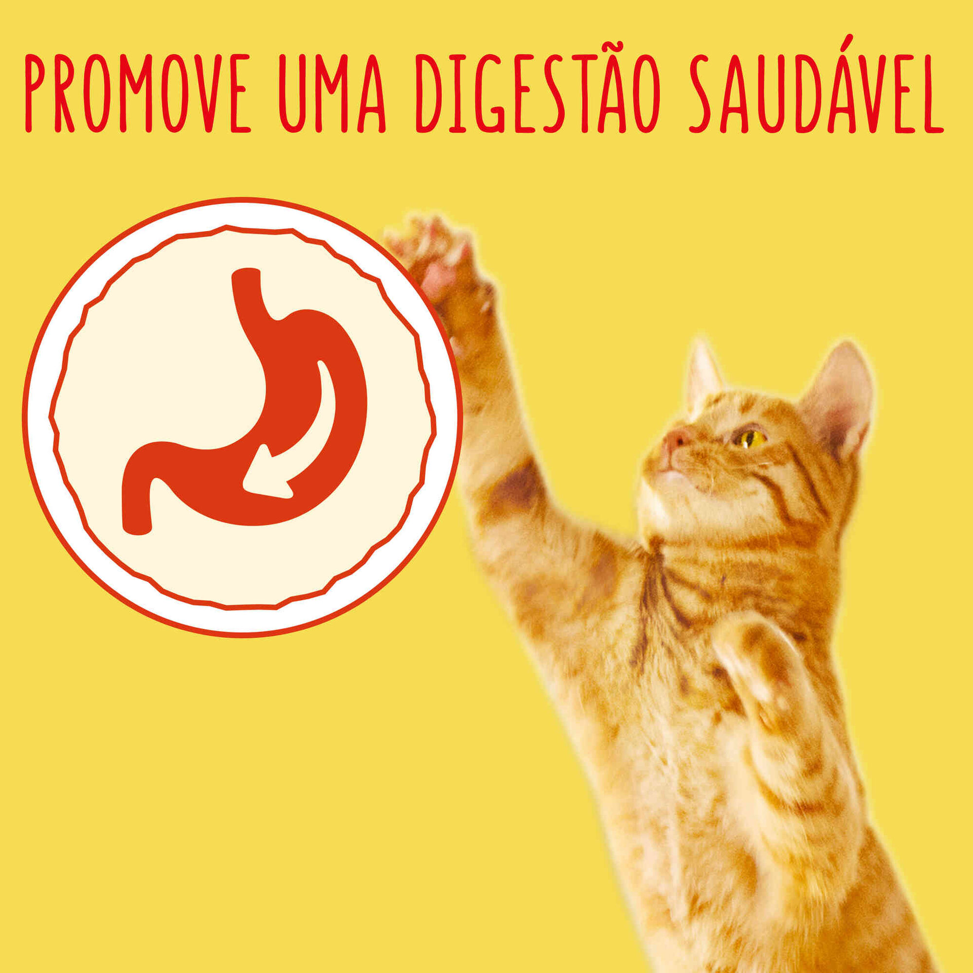 Ra&ccedil;&atilde;o para Gato Adulto Salm&atilde;o Purina Friskies