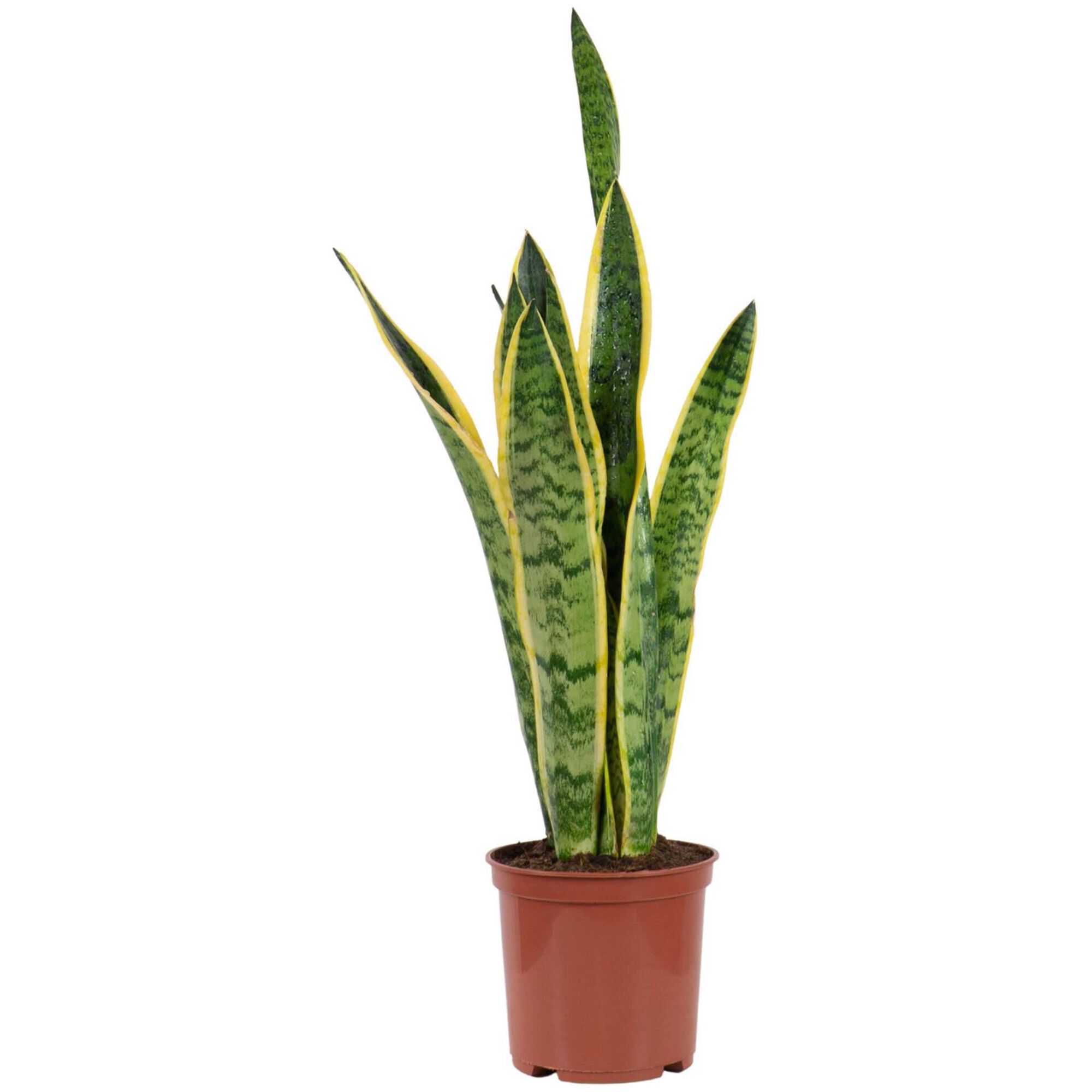Planta Natural Sansevieria laurentii 60-70cm V17
