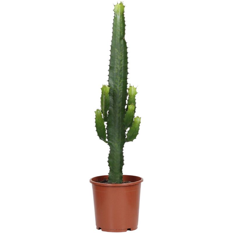 Planta Natural Euphorbia Acrurensis 50-60cm V17