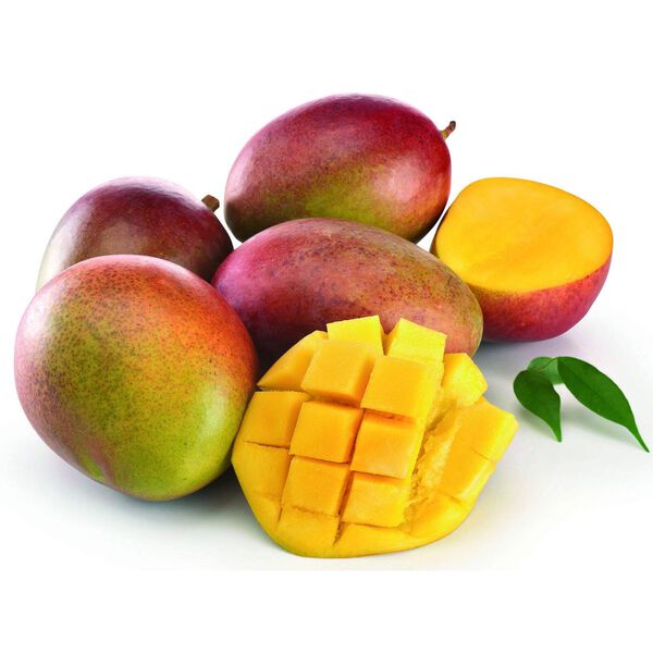 Manga Palmer Maturada Continente