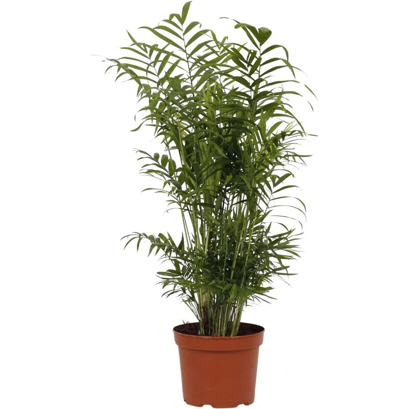 Planta Natural Chamaedorea Elegans 40-50cm V17