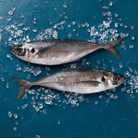 Chicharro 1/3 Fresco