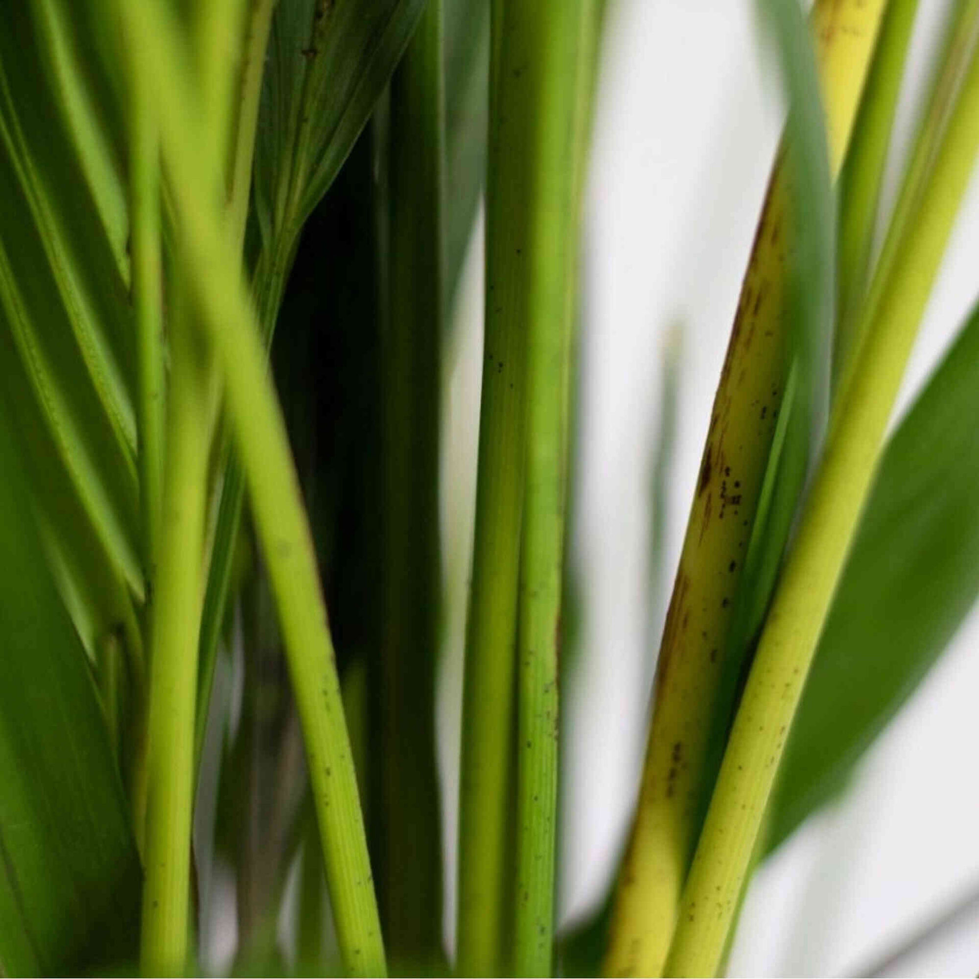 Planta Natural Palmeira Areca 50-60cm V17