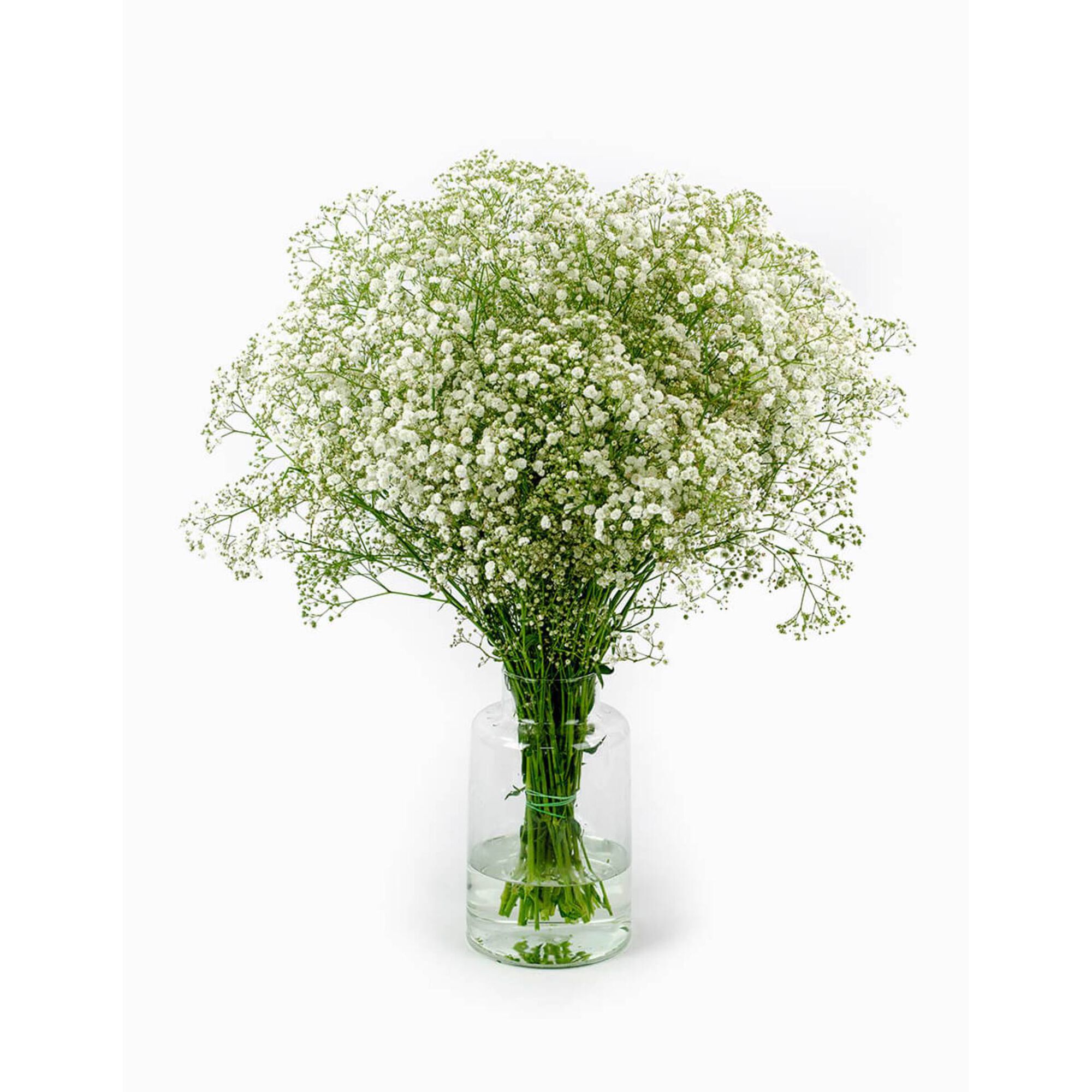 Molho de 10 Gypsophila Brancos
