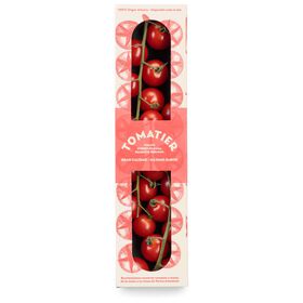 Tomate Cherry Rama Premium Tomatier