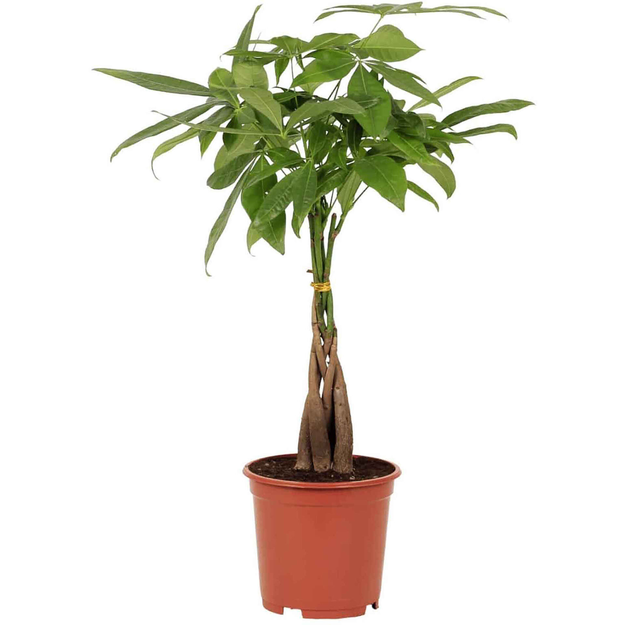 Planta Natural Pachira Aquatica 70-80cm V19